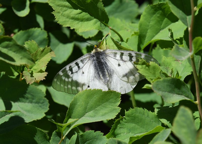 Clodius Parnassian: Parnassius clodius