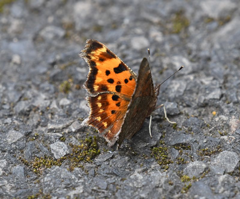 Green Anglewing: Polygonia faunus