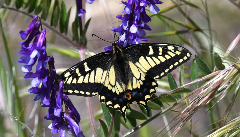Anise Swallowtail: Papilio zelicaon
