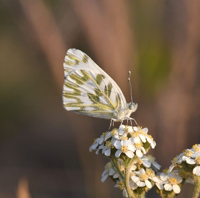 Becker's White: Pontia beckerii