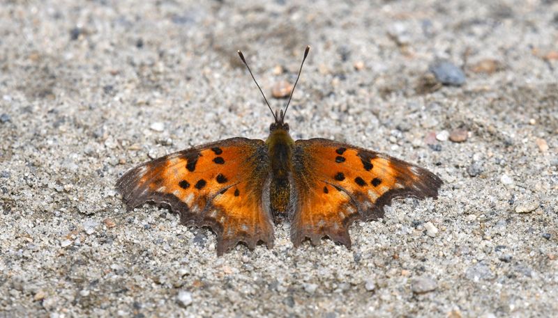 Hoary Anglewing: Polygonia gracilis