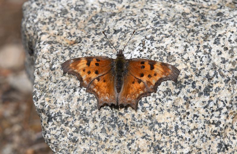 Hoary Anglewing: Polygonia gracilis