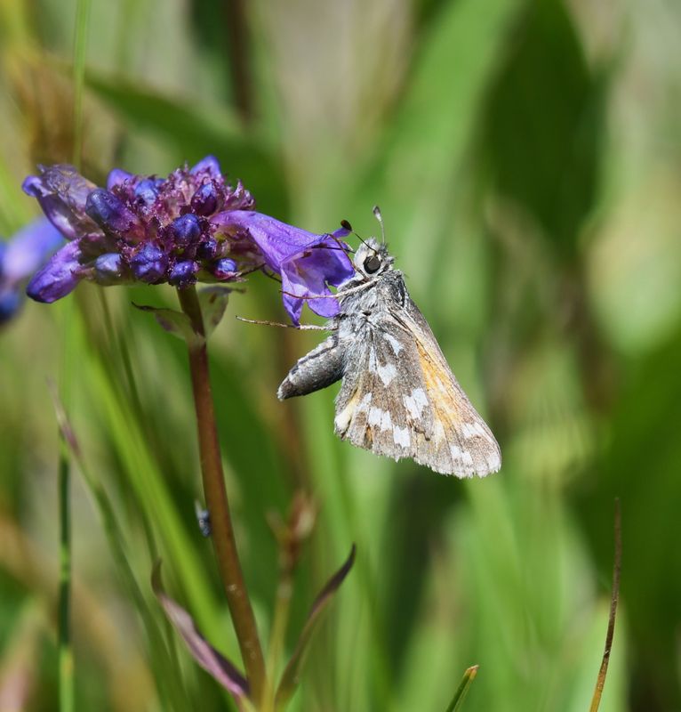 Juba Skipper: Hesperia juba