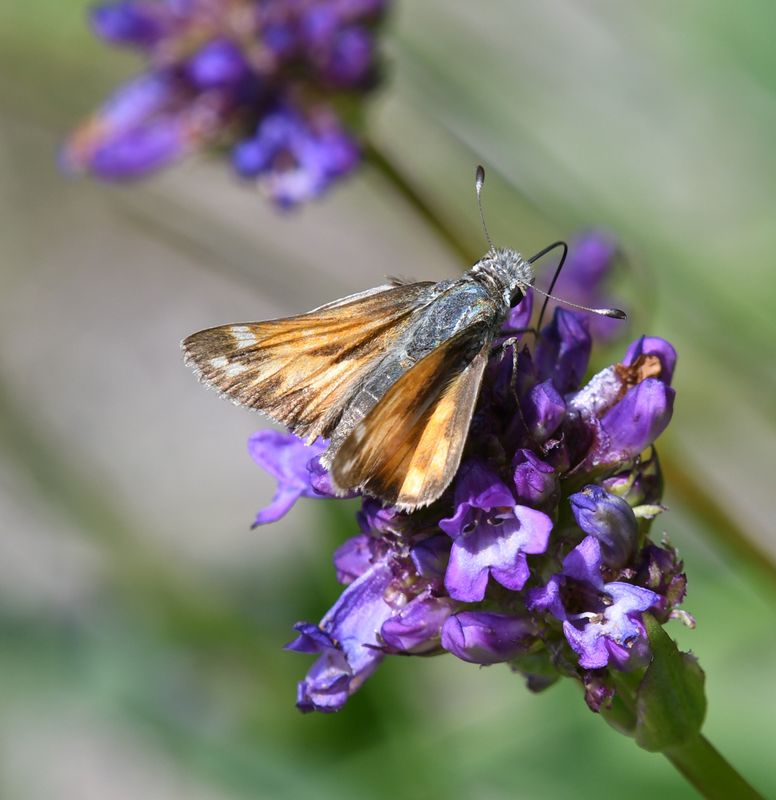 Juba Skipper: Hesperia juba