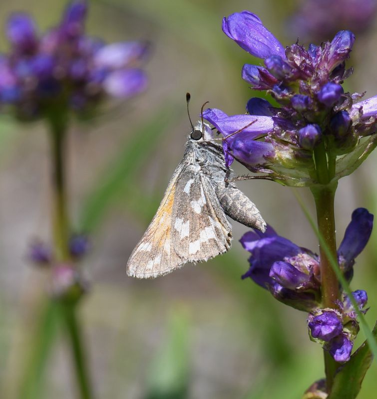 Juba Skipper: Hesperia juba
