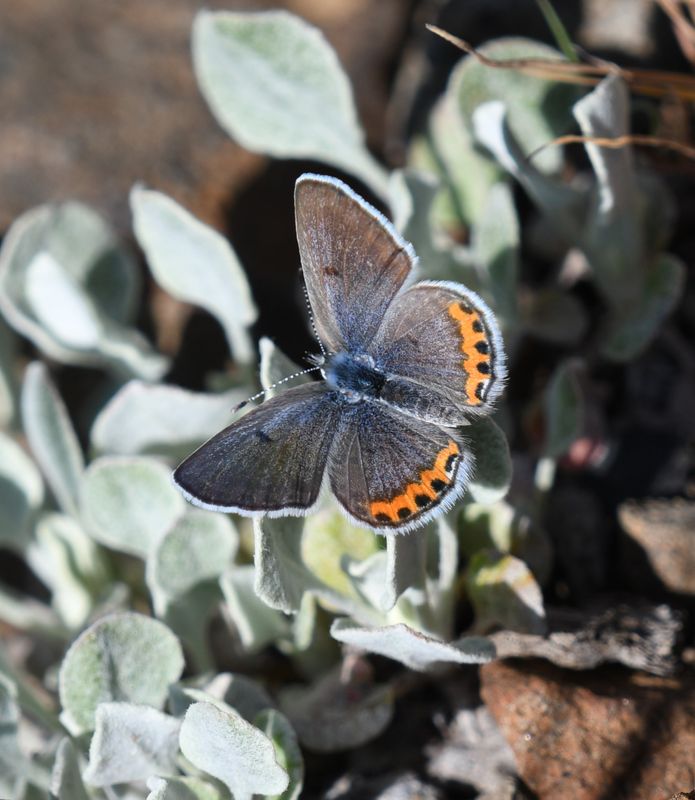 Lupine Blue: Icaricia lupini