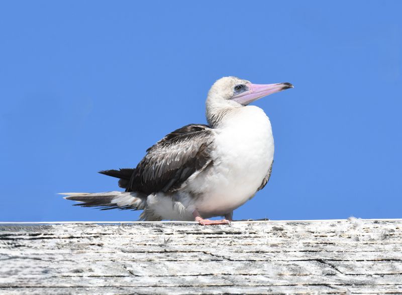 Red-footed Booby