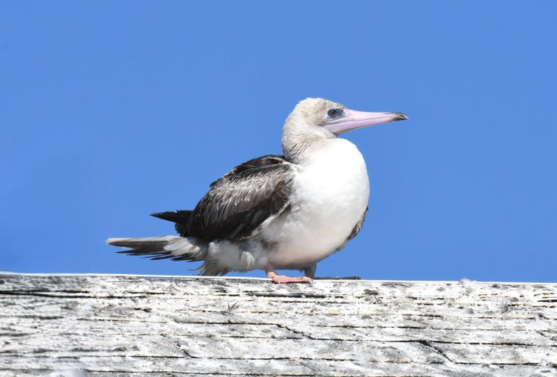 Red-footed Booby