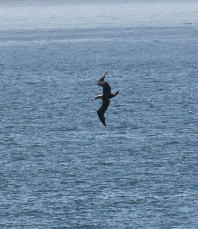 Red-footed Booby