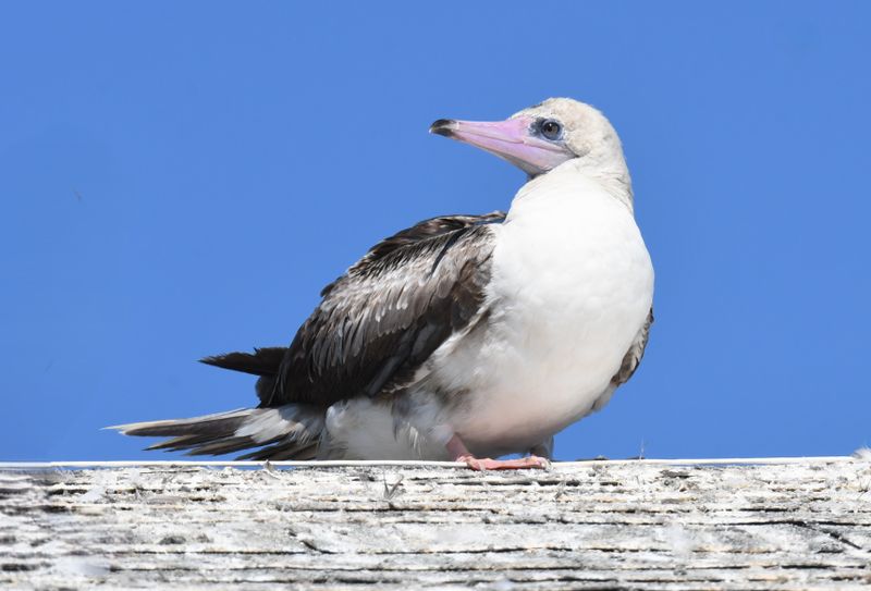 Red-footed Booby