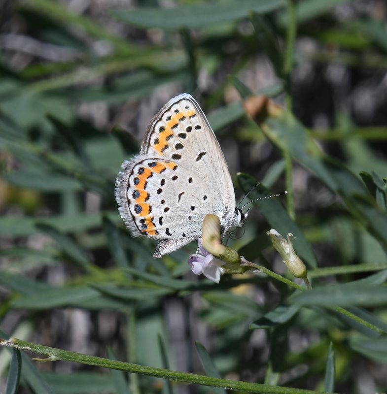 Melissa's Blue: Plebejus melissa