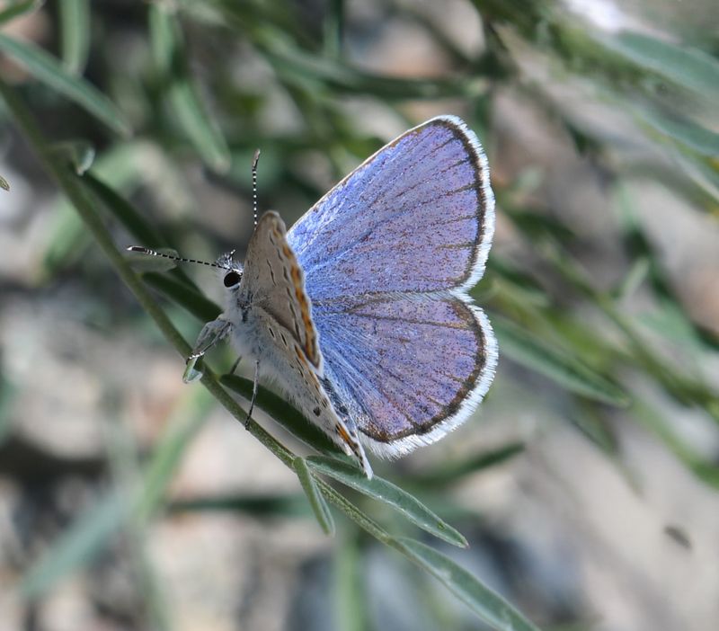 Melissa's Blue: Plebejus melissa
