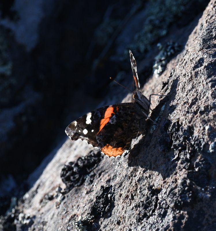 Red Admiral: Vanessa atalanta
