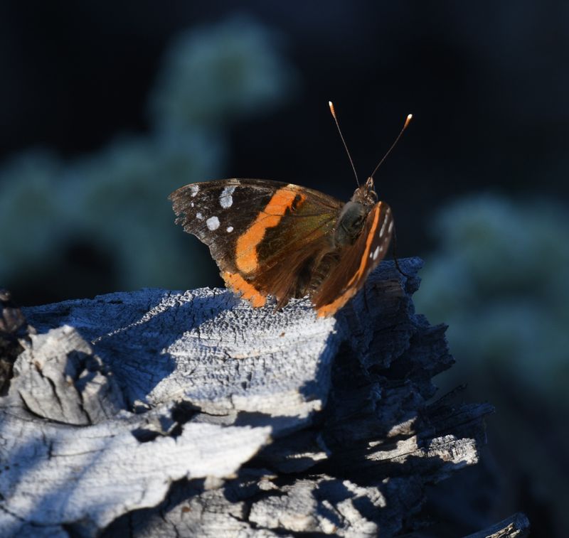 Red Admiral: Vanessa atalanta