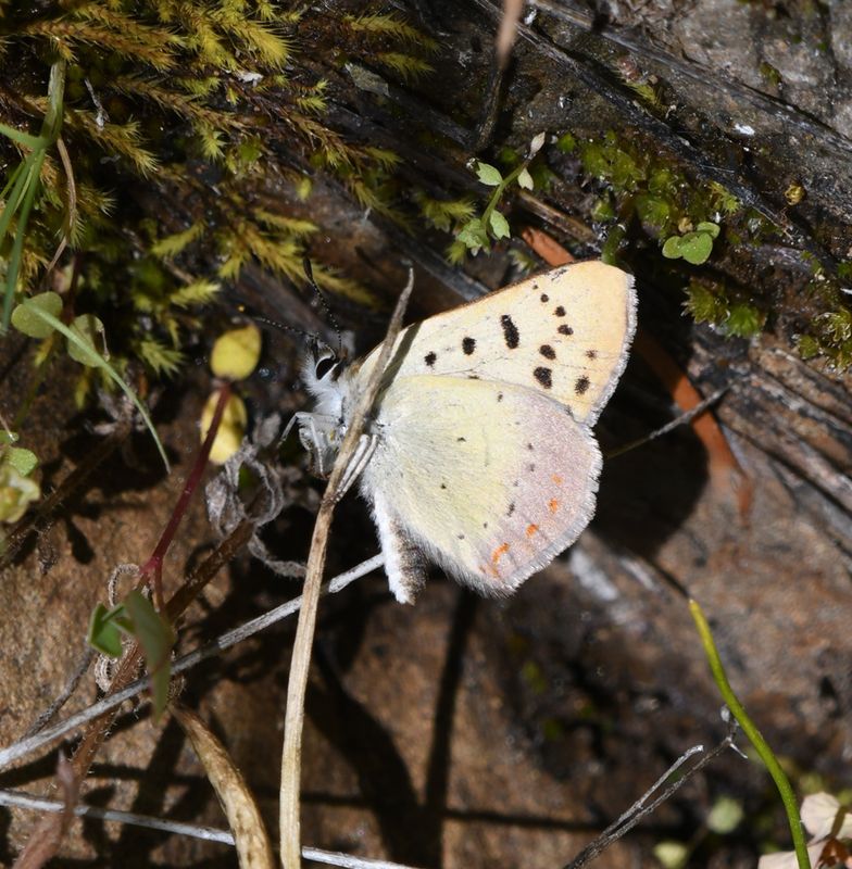 Lilac-bordered Copper: Lycaena nivalis