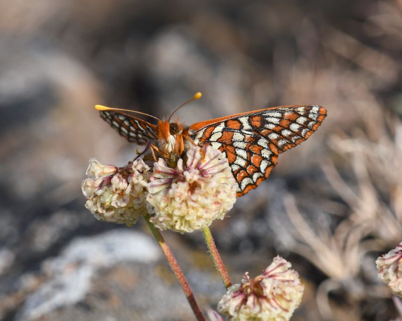 Edith's Checkerspot: Euphydryas editha