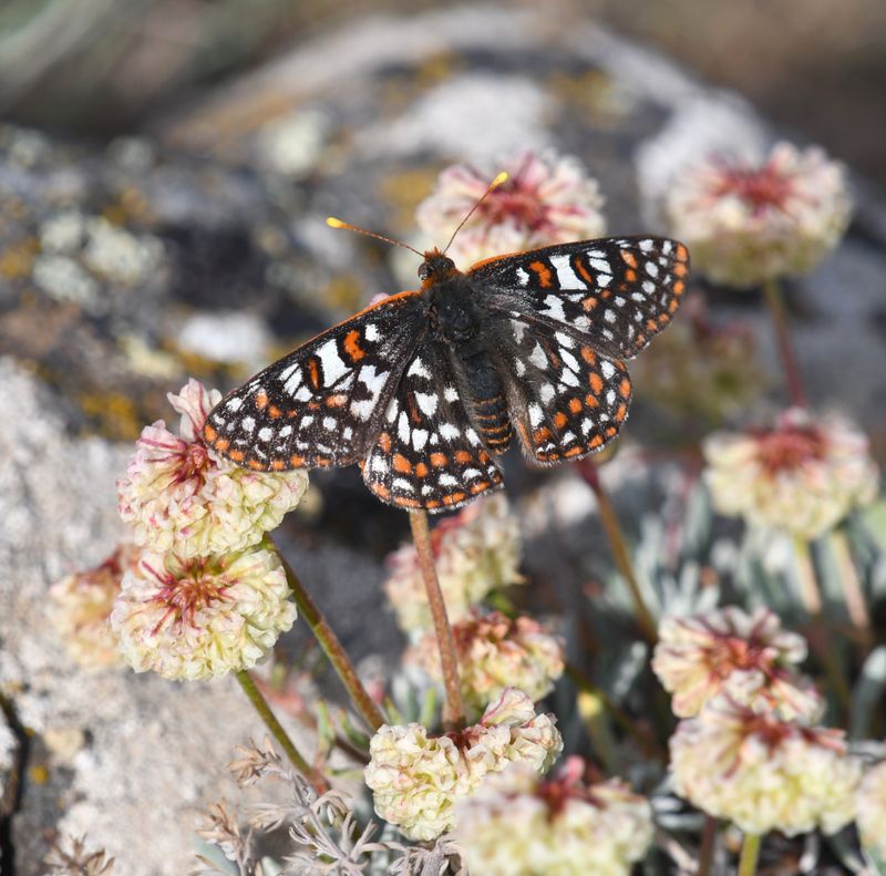 Edith's Checkerspot: Euphydryas editha
