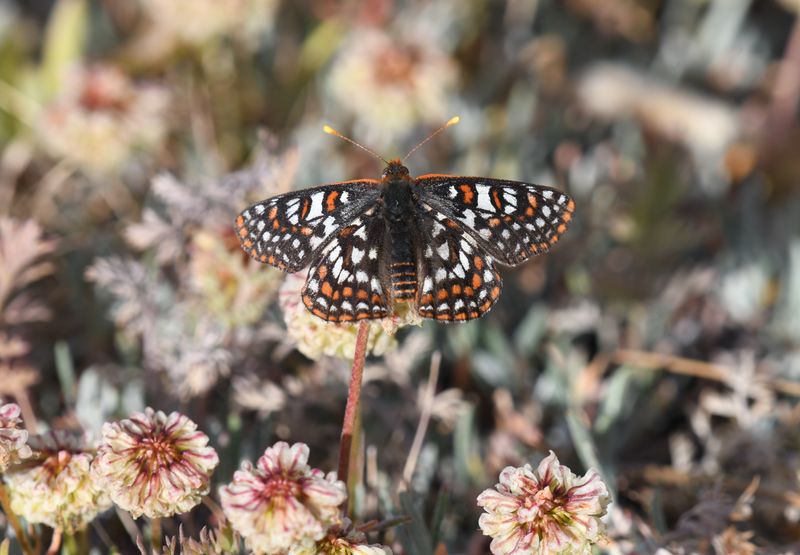 Edith's Checkerspot: Euphydryas editha