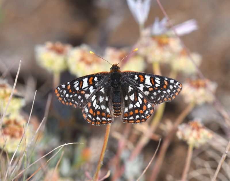 Edith's Checkerspot: Euphydryas editha