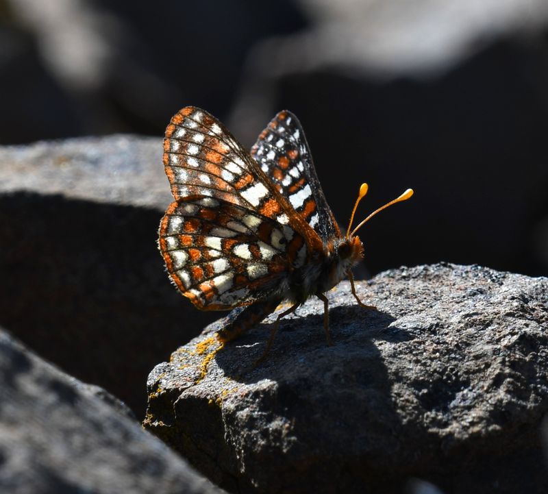 Edith's Checkerspot: Euphydryas editha