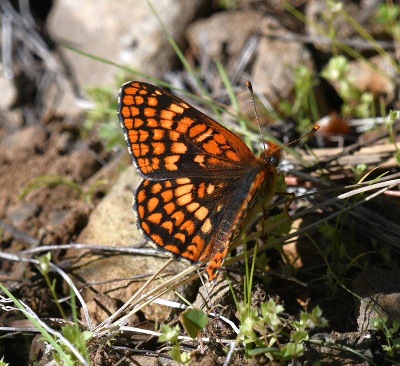 Northern Checkerspot: Chlosyne palla