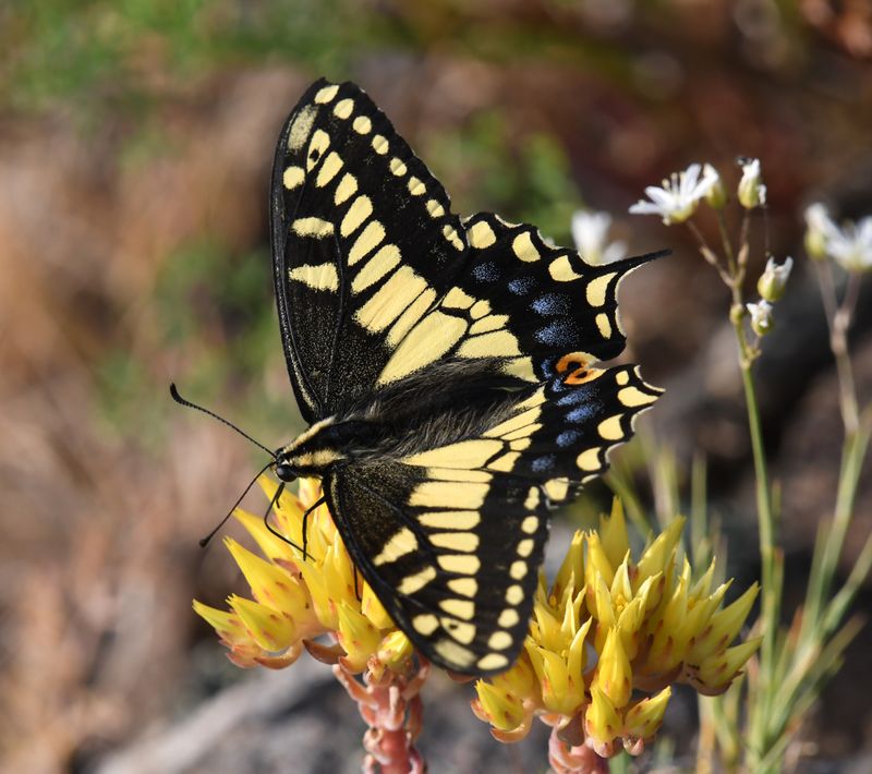 Anise Swallowtail: Papilio zelicaon