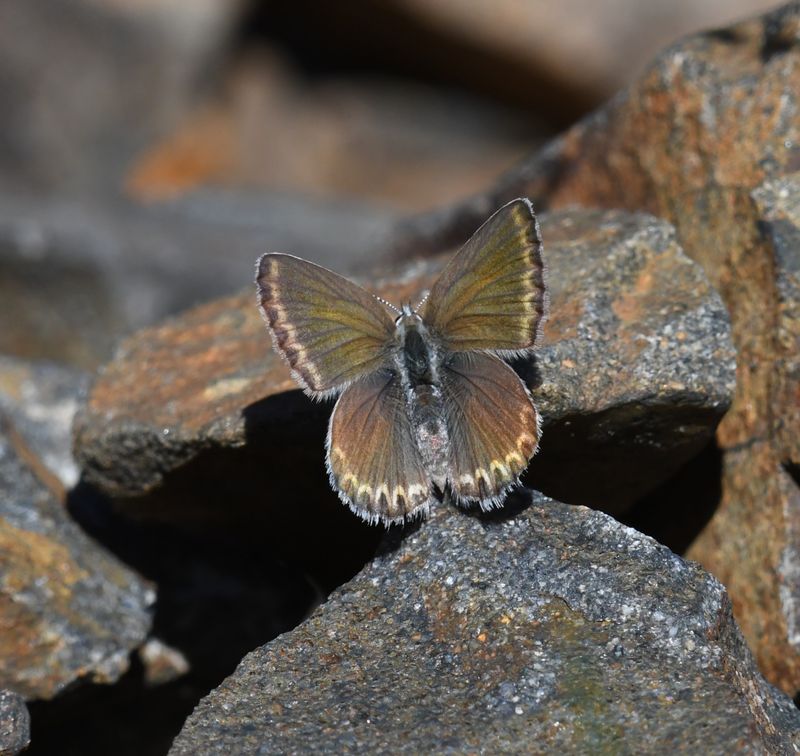 Anna's Blue: Plebejus anna