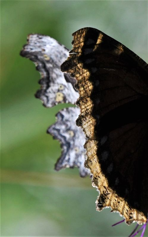 Hoary Anglewing: Polygonia gracilis and Mourning Cloak: Nymphalis antiopa