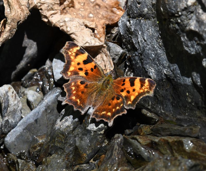 Green Anglewing: Polygonia faunus