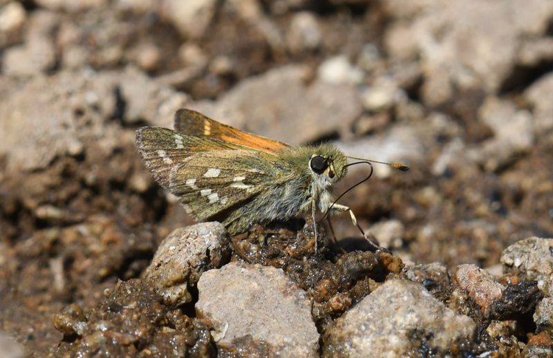 Western Branded Skipper: Hesperia colorado manitoba