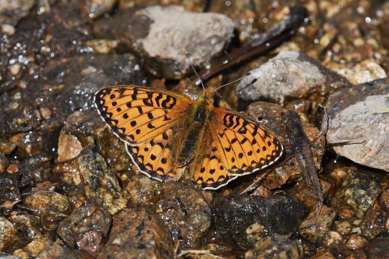 Mormon Fritillary: Speyeria mormonia