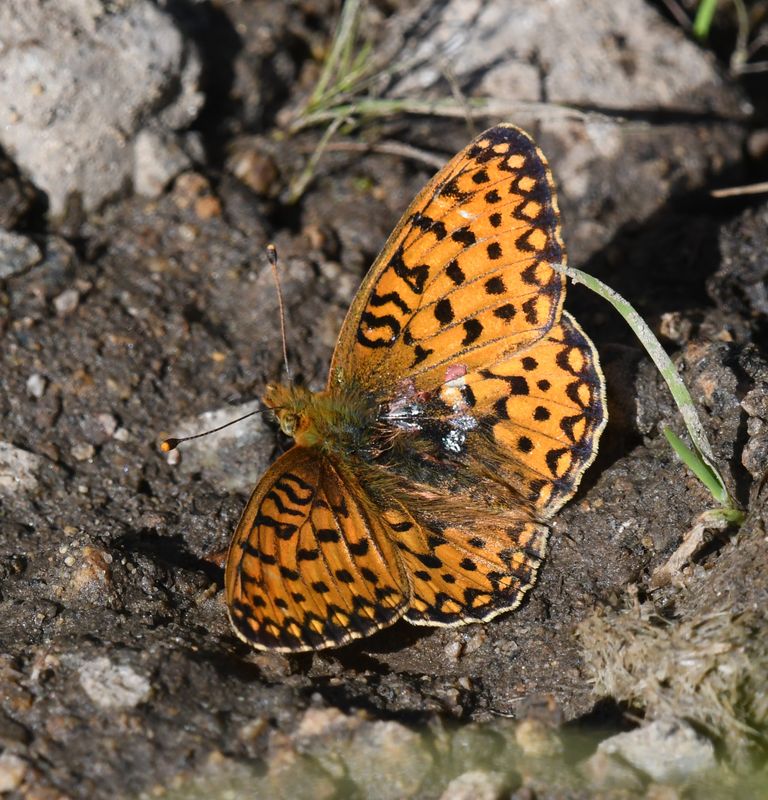 Mormon Fritillary: Speyeria mormonia