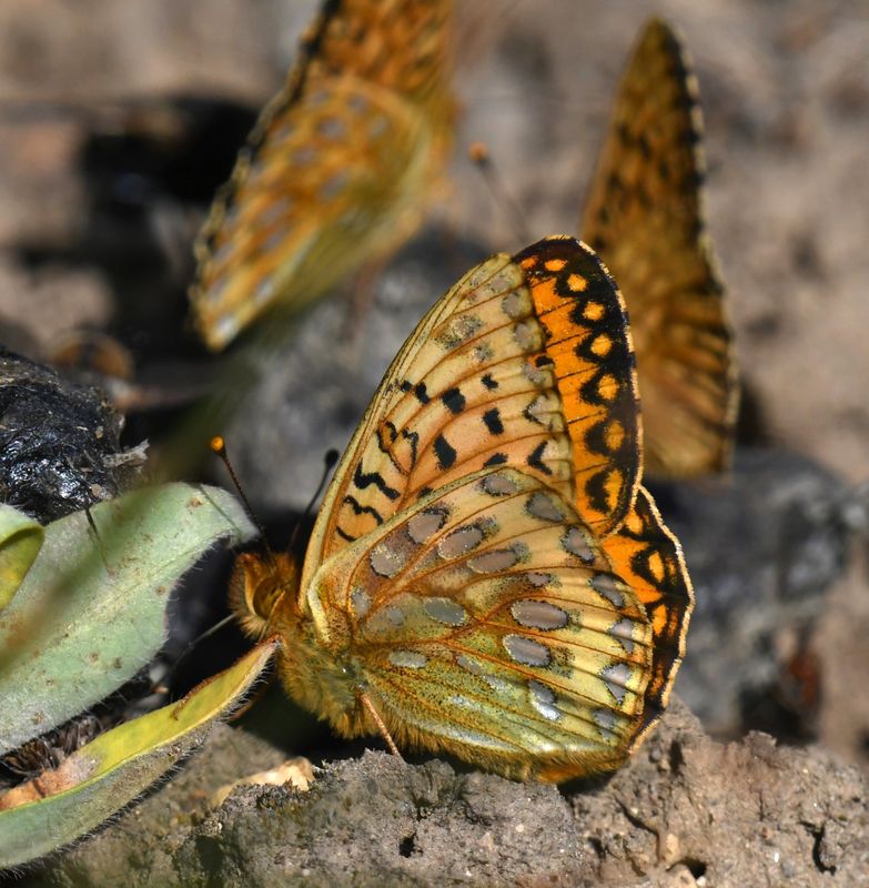 Mormon Fritillary: Speyeria mormonia