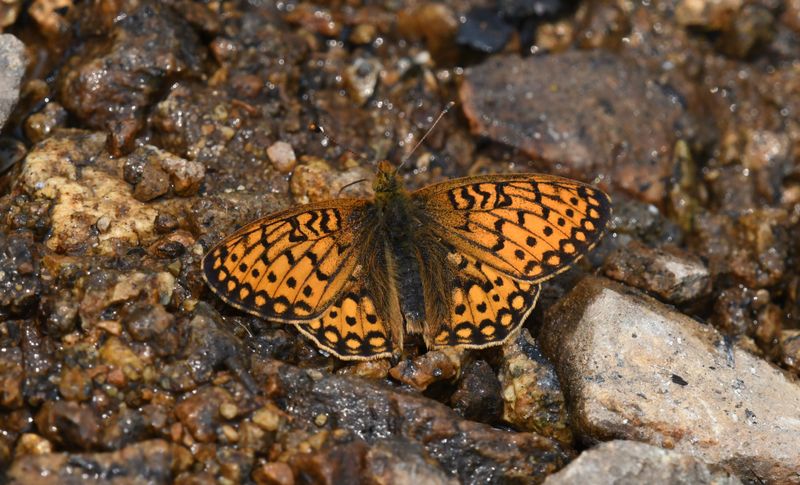 Mormon Fritillary: Speyeria mormonia
