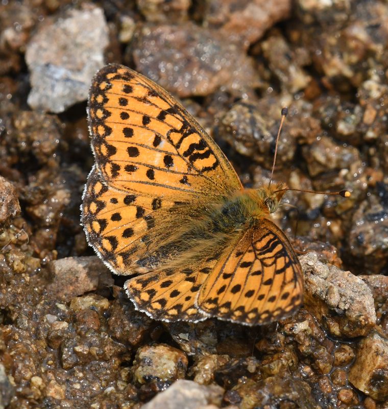 Mormon Fritillary: Speyeria mormonia