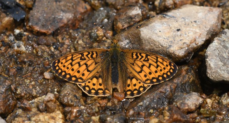 Mormon Fritillary: Speyeria mormonia