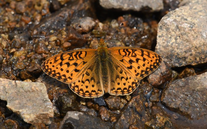 Mormon Fritillary: Speyeria mormonia