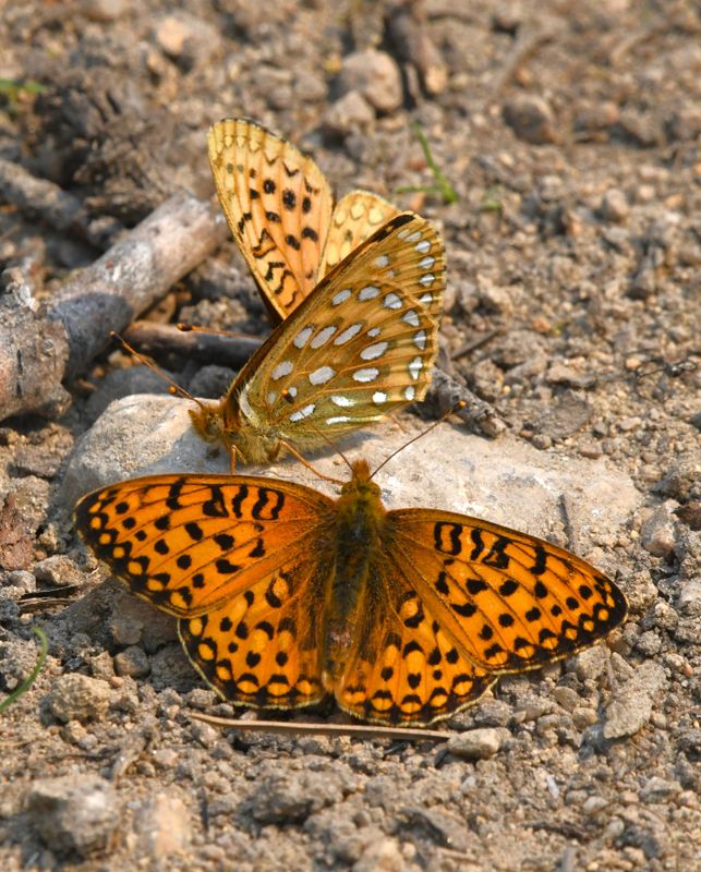 Mormon Fritillary: Speyeria mormonia