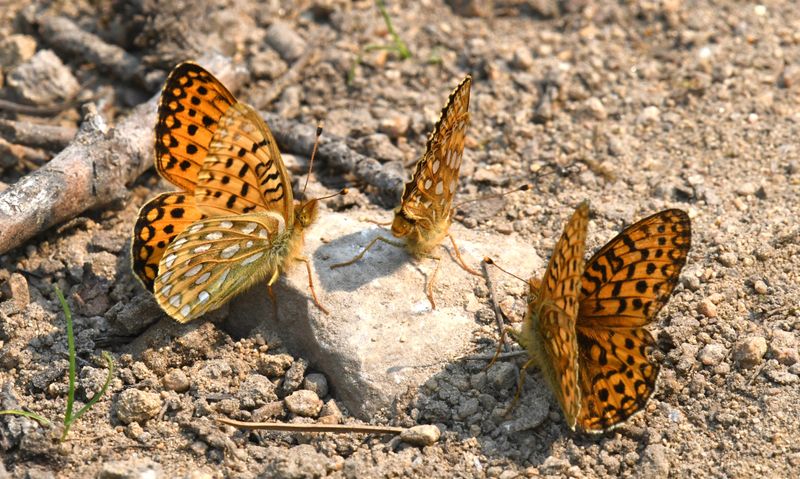 Mormon Fritillary: Speyeria mormonia