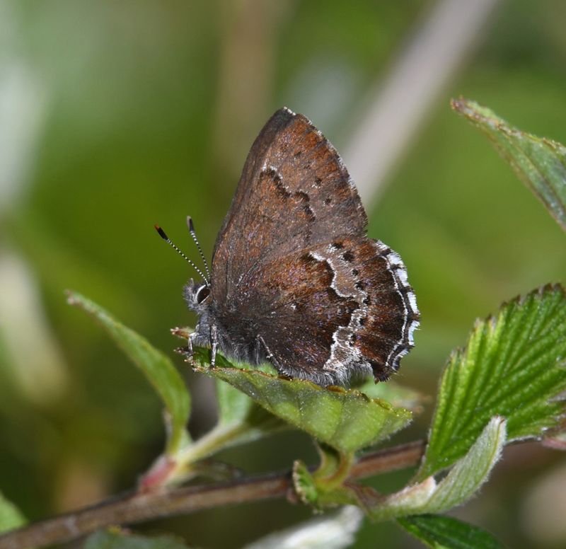 Moss's Elfin: Callophrys mossii