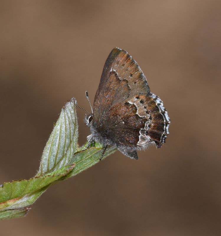 Moss's Elfin: Callophrys mossii