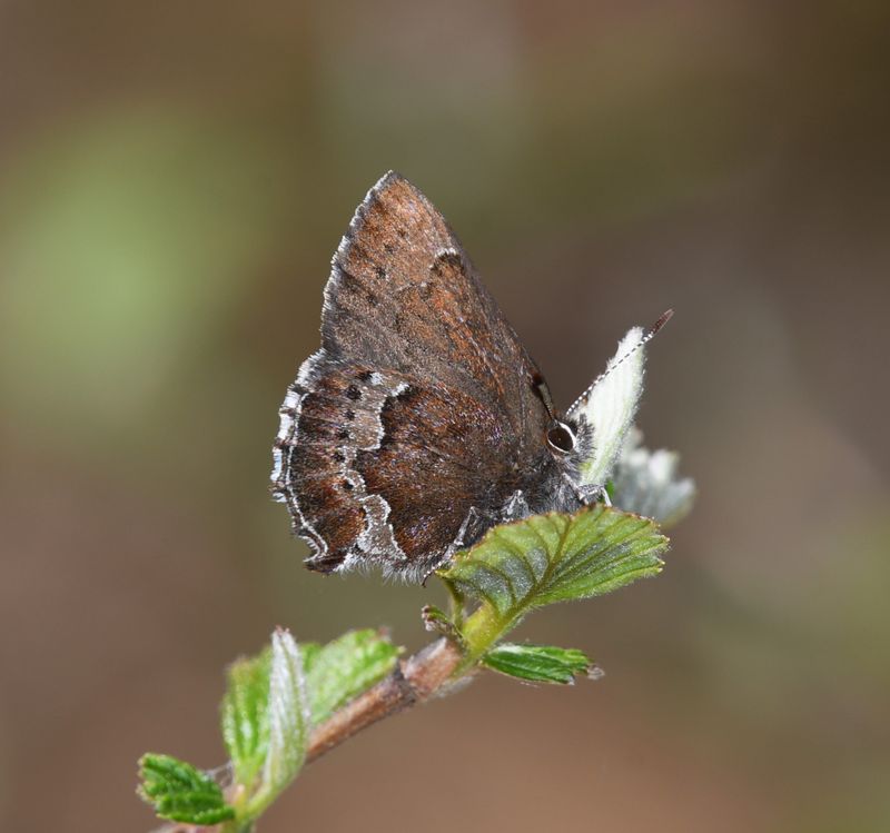 Moss's Elfin: Callophrys mossii