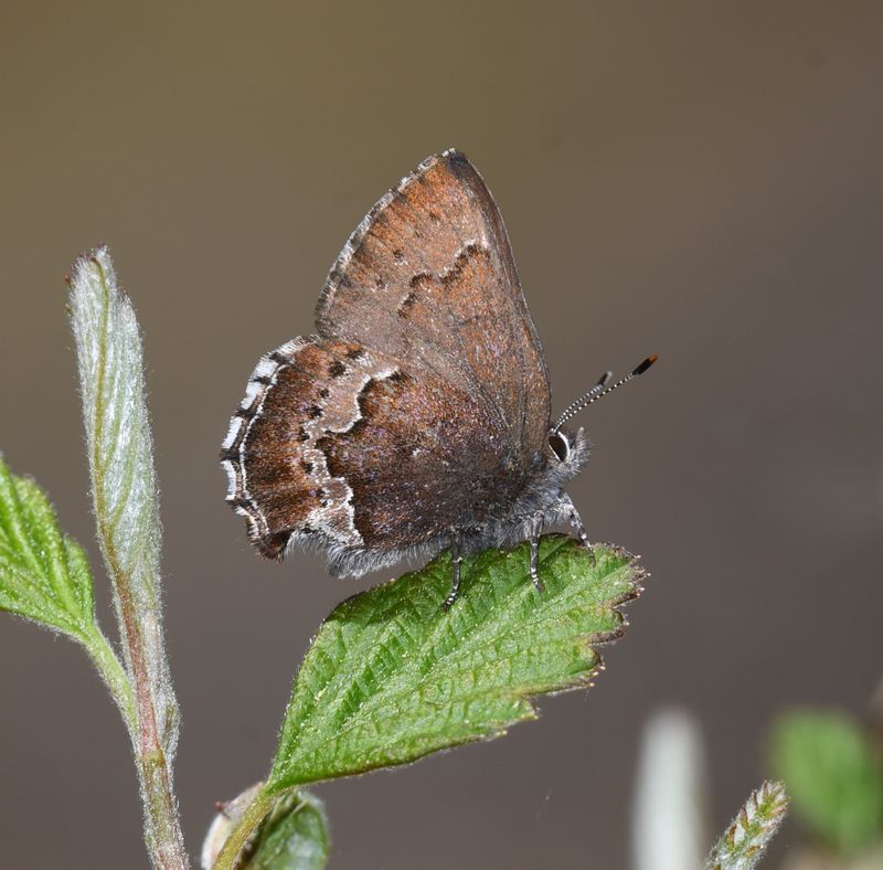 Moss's Elfin: Callophrys mossii