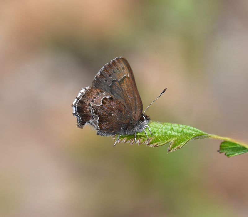 Moss's Elfin: Callophrys mossii