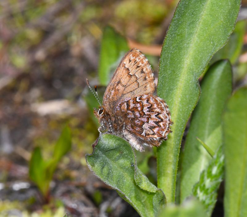 Elfin, Western Pine