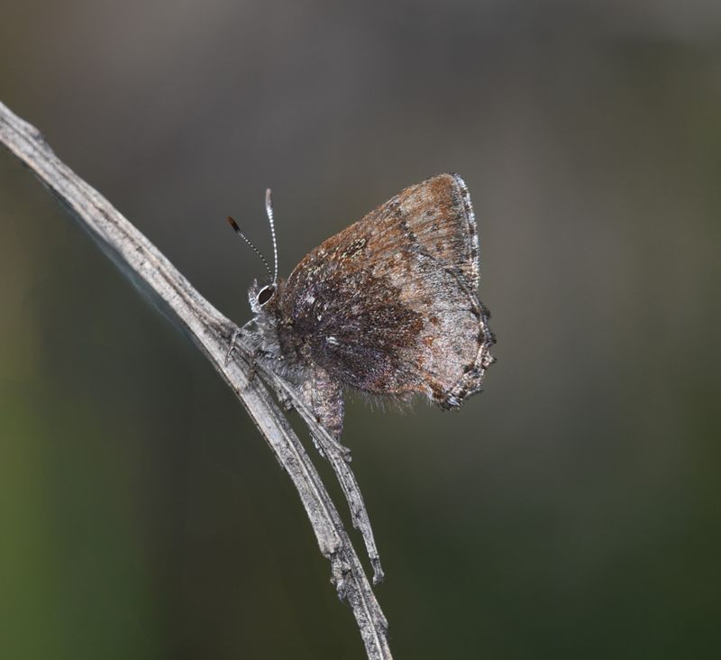 Hoary Elfin: Callophrys polios
