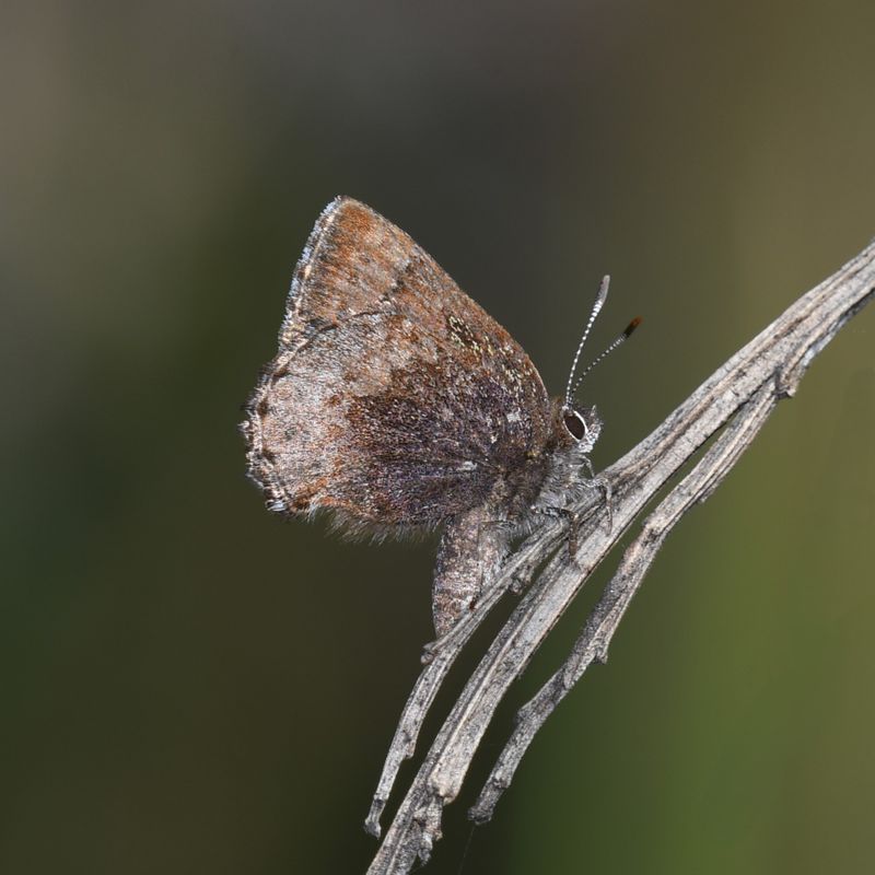 Hoary Elfin: Callophrys polios