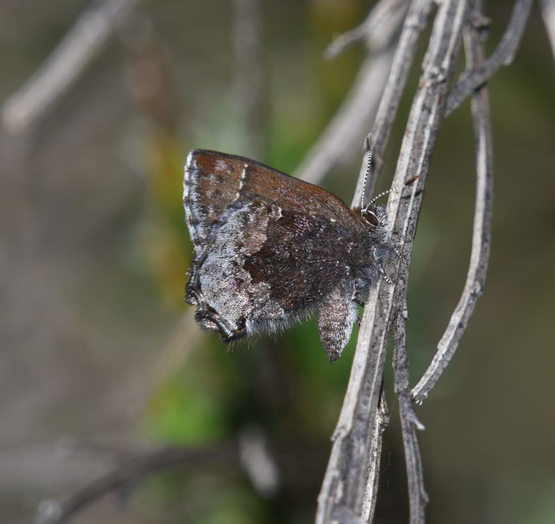 Hoary Elfin: Callophrys polios