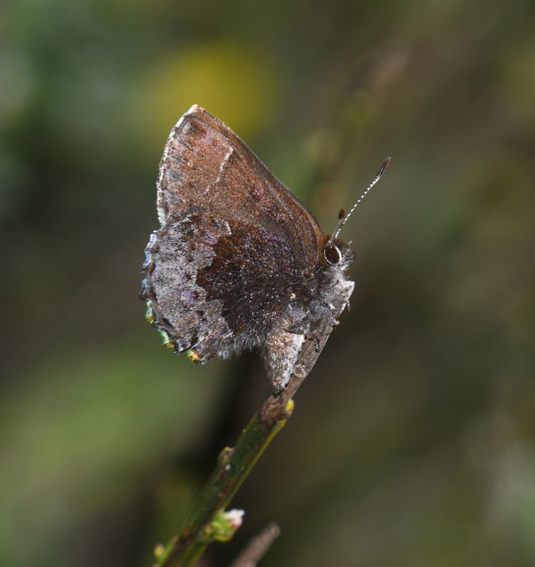 Hoary Elfin: Callophrys polios