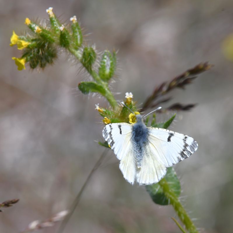 Large Marble: Euchloe ausonides